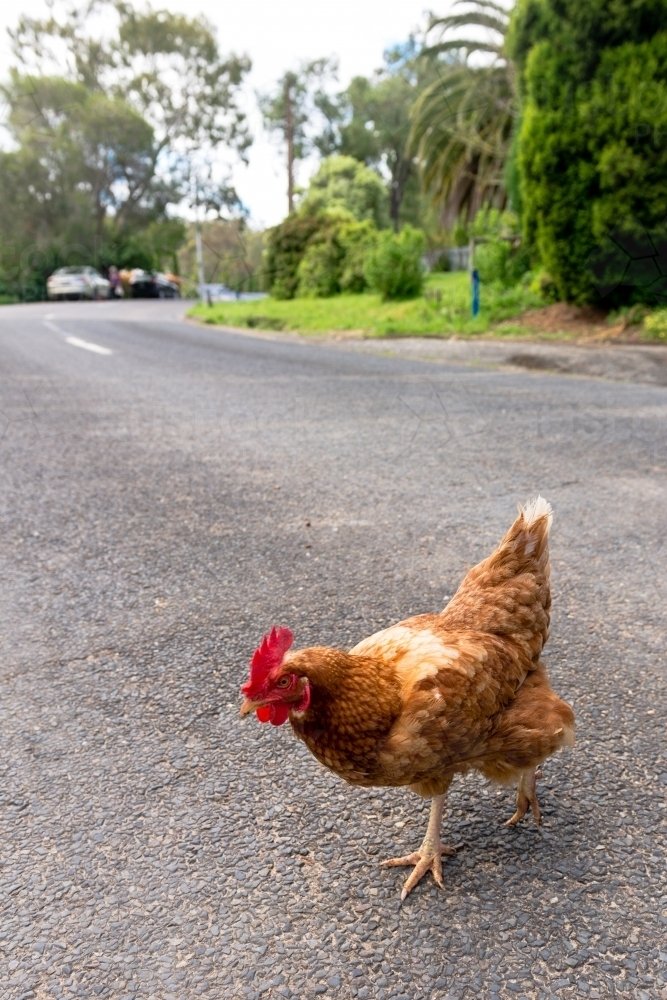 Image: Descubre el Misterio de la Carretera de Pollo en Casinos de España