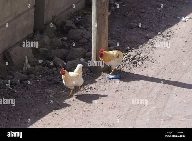 Netherlands - chicken road